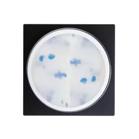 Flower Gel - Blue - 5g
